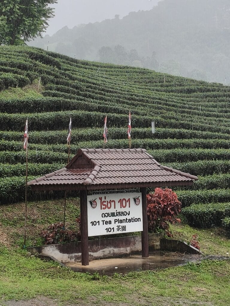 101 Tea Plantation Doi Mae Salong 101 Tea Plantation in Doi Mae Salong