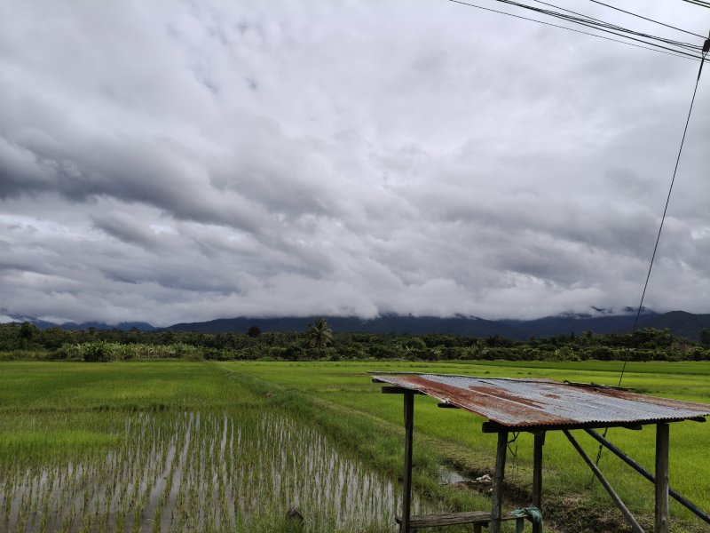 Mae Taeng rice fields Mae Taeng rice fields on the way to Bua Tong Sticky Waterfall