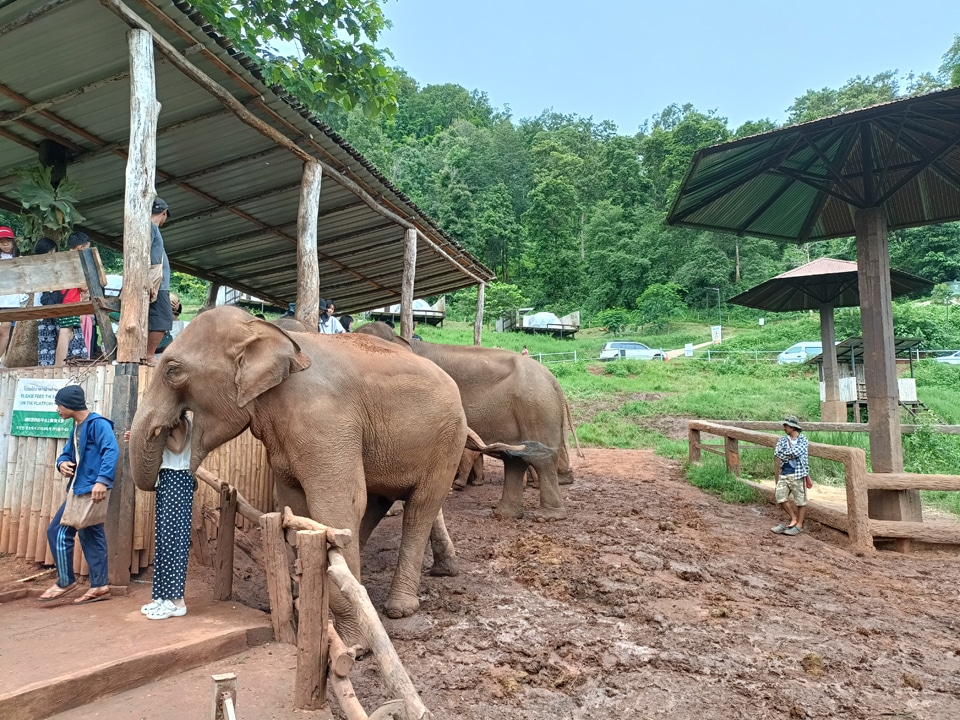 Elefin Farm & Cafe Chiang Mai is a must-see!