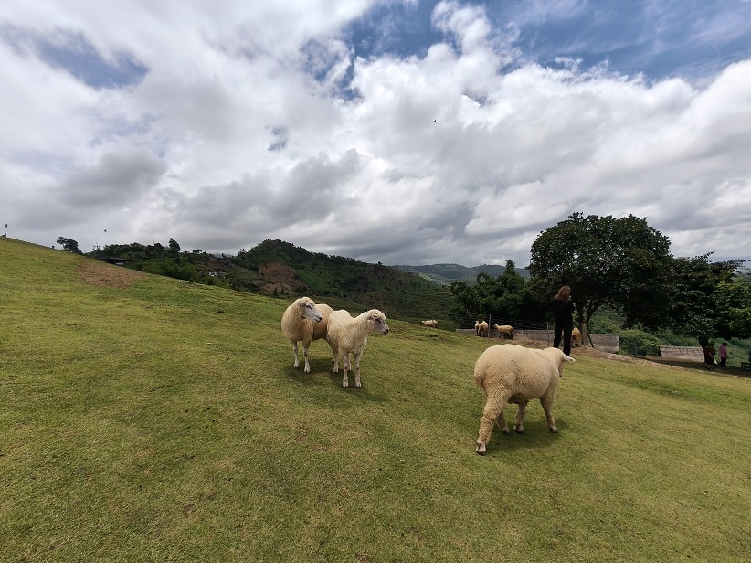 Corriedale Sheep at Akha FarmVille Corriedale sheep grazing at Akha FarmVille in Chiang Rai