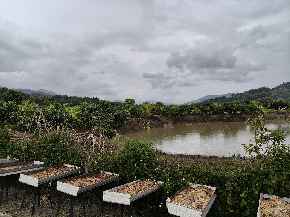Exploring Mae Salong in Chiang Rai Exploring Mae Salong at your own pace