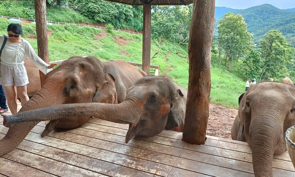 Elefin Farm and Cafe Chiang Mai