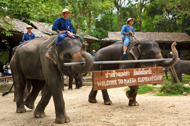Mae Sa Elephant Camp